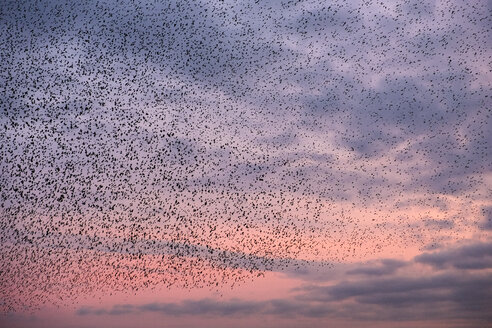 Ein Starenschwarm, ein spektakuläres Kunstflugmanöver einer großen Anzahl von Vögeln in der Abenddämmerung über dem Land. - MINF08501