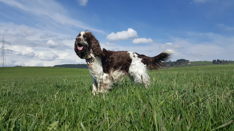 Englischer Springer Spaniel, lizenzfreies Stockfoto