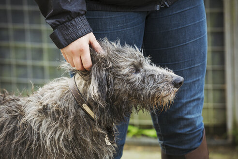 Schottischer Deerhound neben einem Reiter stehend. - MINF08520