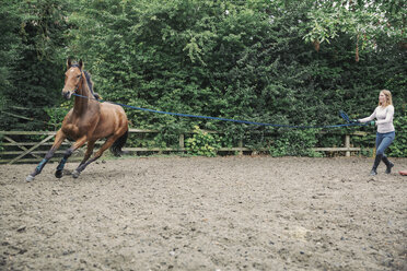 Frau trainiert ein braunes Pferd auf einer Koppel. - MINF08524
