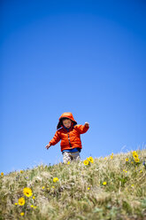 A 2 year old hikes and frolics through an alpine meadow that is littered with yellow alpine wildflowers (daisy like) that follow the sun. He is near the Continental Divide Trail (CCT, trail number 813) north of Squaw Pass at approximately 12,480 feet. - AURF00155