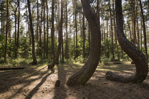 Polen, Nowe Czarnowo, Krummer Wald - FCF01443