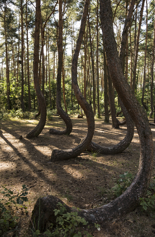 Polen, Nowe Czarnowo, Krummer Wald, lizenzfreies Stockfoto