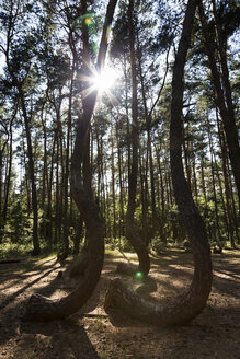 Polen, Nowe Czarnowo, Krummer Wald bei Gegenlicht - FCF01445