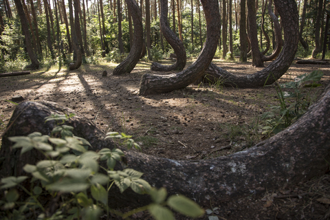 Polen, Nowe Czarnowo, Krummer Wald, lizenzfreies Stockfoto