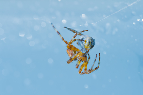 Kreuzspinne mit Beute, lizenzfreies Stockfoto