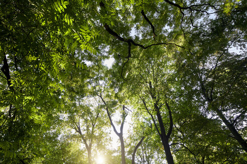 Trees at backlight seen from below - PNEF00866