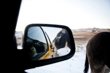 A wild donkey begs for treats from our vehicle window while driving the Wildlife Loop Road, Custer State Park, South Dakota. - AURF00187