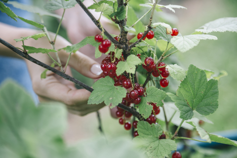 Junge Frau erntet rote Johannisbeeren, lizenzfreies Stockfoto