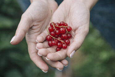 Junge Frau erntet rote Johannisbeeren - KNTF01216