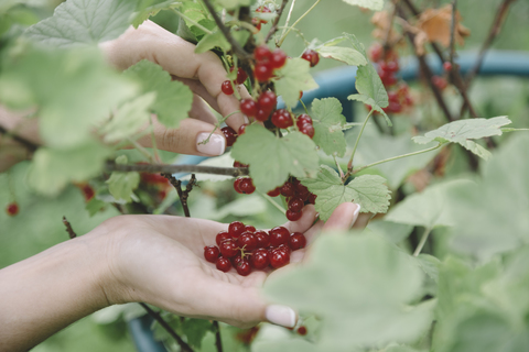 Junge Frau erntet rote Johannisbeeren, lizenzfreies Stockfoto