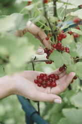 Young woman harvesting red currants - KNTF01219