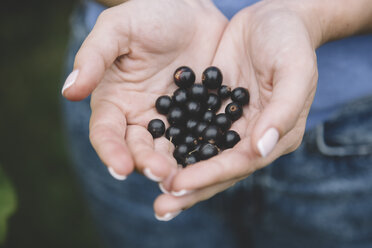 Junge Frau bei der Ernte von schwarzen Johannisbeeren, Hände - KNTF01220