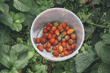 Geerntete Erdbeeren in Plastikschüssel - KNTF01223