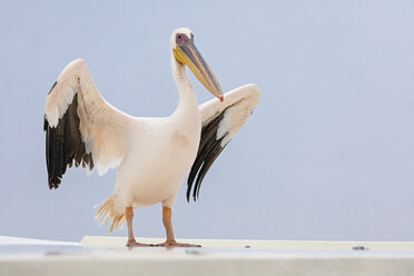 Namibia, Walvis Bay, Porträt eines weißen Pelikans - FOF10041