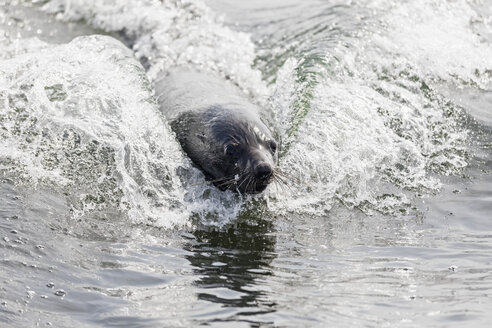 Namibia, Walvis Bay, Porträt einer schwimmenden Kapp-Robbe - FOF10049