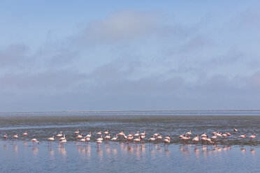 Namibia, Walvis Bay, Schwarm von amerikanischen Flamingos und Zwergflamingos - FOF10051