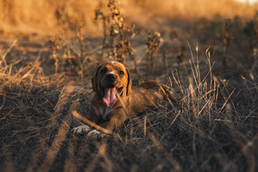 Welpe bei Sonnenuntergang auf einem Feld liegend - ACPF00229