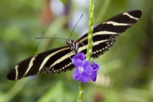 Zebra-Langflügelfalter (Heliconius charitonius) beim Fressen einer Blüte, Niagara Butterfly Conservatory, Niagara Falls, Ontario, Kanada - AURF00290