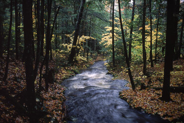 Ein Bach fließt im Herbst durch den Wald, New Hampshire, USA. - AURF00305