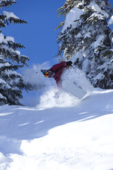 Ein Snowboarder fährt unverspurte Powder-Kurven in Colorado. - AURF00346