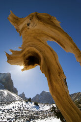 A section of a live bristlecone pine tree frames Wheeler Peak in Great Basin National Park, NV. - AURF00397