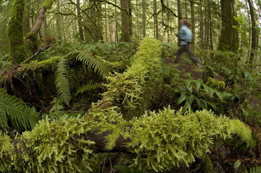 A woman trail running through a green, mossy forest in Silver Falls State Park, Oregon, USA. - AURF00413
