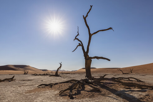 Africa, Namibia, Namib-Naukluft National Park, Deadvlei, dead acacia trees in clay pan - FOF10052
