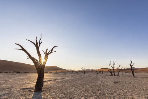 Afrika, Namibia, Namib-Naukluft-Nationalpark, Deadvlei, tote Akazienbäume in Lehmpfanne, lizenzfreies Stockfoto