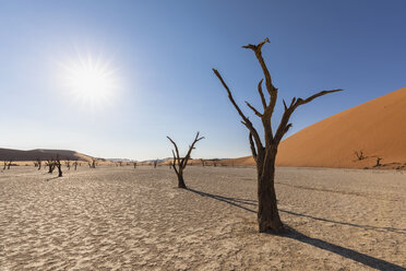 Africa, Namibia, Namib-Naukluft National Park, Deadvlei, dead acacia tree in clay pan - FOF10055