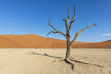 Afrika, Namibia, Namib-Naukluft-Nationalpark, Deadvlei, toter Akazienbaum in Lehmpfanne - FOF10056