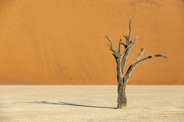 Africa, Namibia, Namib-Naukluft National Park, Deadvlei, dead acacia tree in clay pan - FOF10057