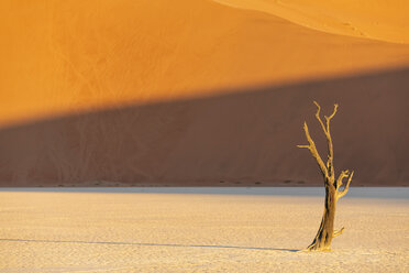 Afrika, Namibia, Namib-Naukluft-Nationalpark, Deadvlei, toter Akazienbaum in Lehmpfanne - FOF10059