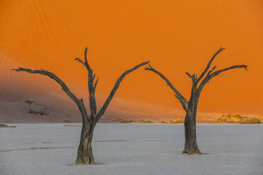 Afrika, Namibia, Namib-Naukluft-Nationalpark, Deadvlei, tote Akazienbäume in Lehmpfanne - FOF10060
