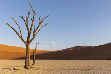 Afrika, Namibia, Namib-Naukluft-Nationalpark, Deadvlei, toter Akazienbaum in Lehmpfanne - FOF10062