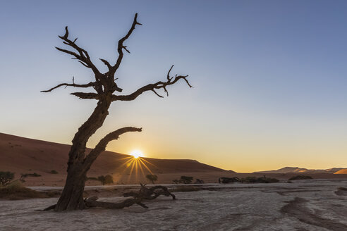 Africa, Namibia, Namib-Naukluft National Park, Deadvlei, dead acacia tree in clay pan - FOF10063