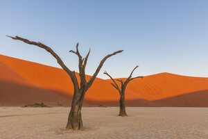 Afrika, Namibia, Namib-Naukluft-Nationalpark, Deadvlei, tote Akazienbäume in Lehmpfanne - FOF10064