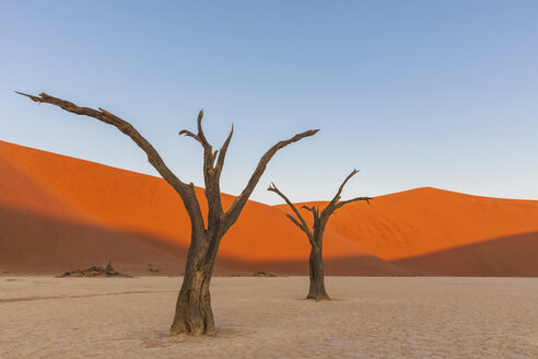 Africa, Namibia, Namib-Naukluft National Park, Deadvlei, dead acacia trees in clay pan - FOF10064