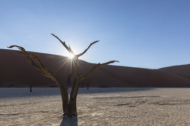 Afrika, Namibia, Namib-Naukluft-Nationalpark, Deadvlei, toter Akazienbaum in Lehmpfanne - FOF10065