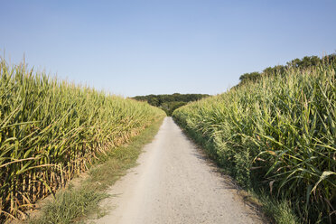 germany, North Rhine-Westphalia, maizefields, empty way - WIF03573