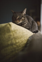 Cat on the top of a couch - RAEF02099