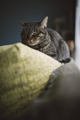 Cat sleeping on the top of a couch - RAEF02100
