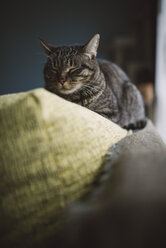 Katze schläft auf der Couch - RAEF02100