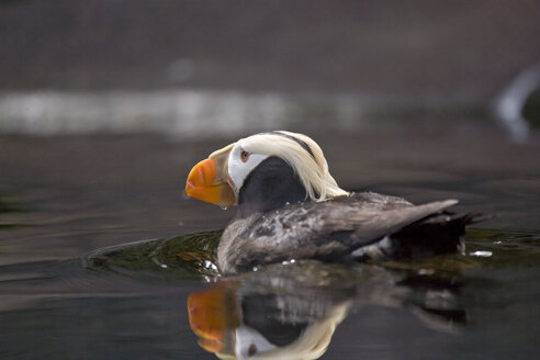 Papageientaucher (fratercula cirrhata) im Wasser, Oregon Coast Aquarium, Newport, Oregon, USA - AURF00478