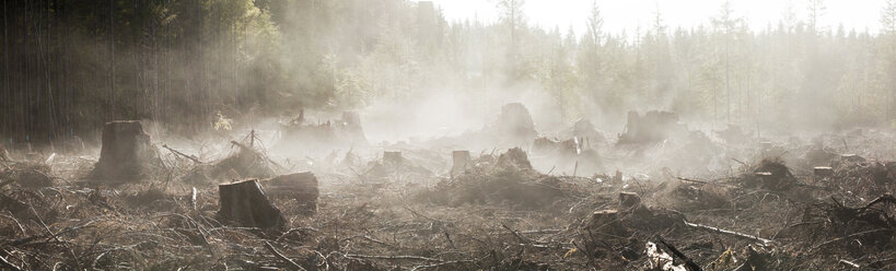 Moisture in the newly exposed soil rises as steam from a recent clearcut on the Olympic Peninsula, Washington. - AURF00528