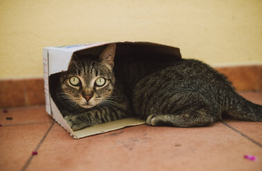 Portrait of tabby cat lying in a small cardboard box - RAEF02104