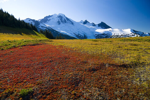 Die Low Bush Mountain Huckleberry färbt sich im Herbst auf der Skyline Divide rot, mit dem majestätischen Mt. Baker im Hintergrund, Mt. Baker Wilderness, Washington State. - AURF00538