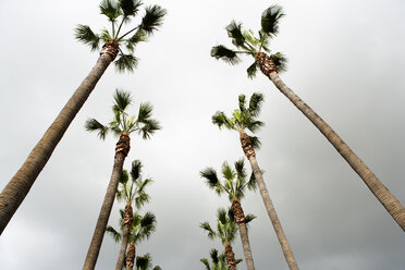 Looking up at two rows of palm trees, Los Angeles, California. - AURF00543