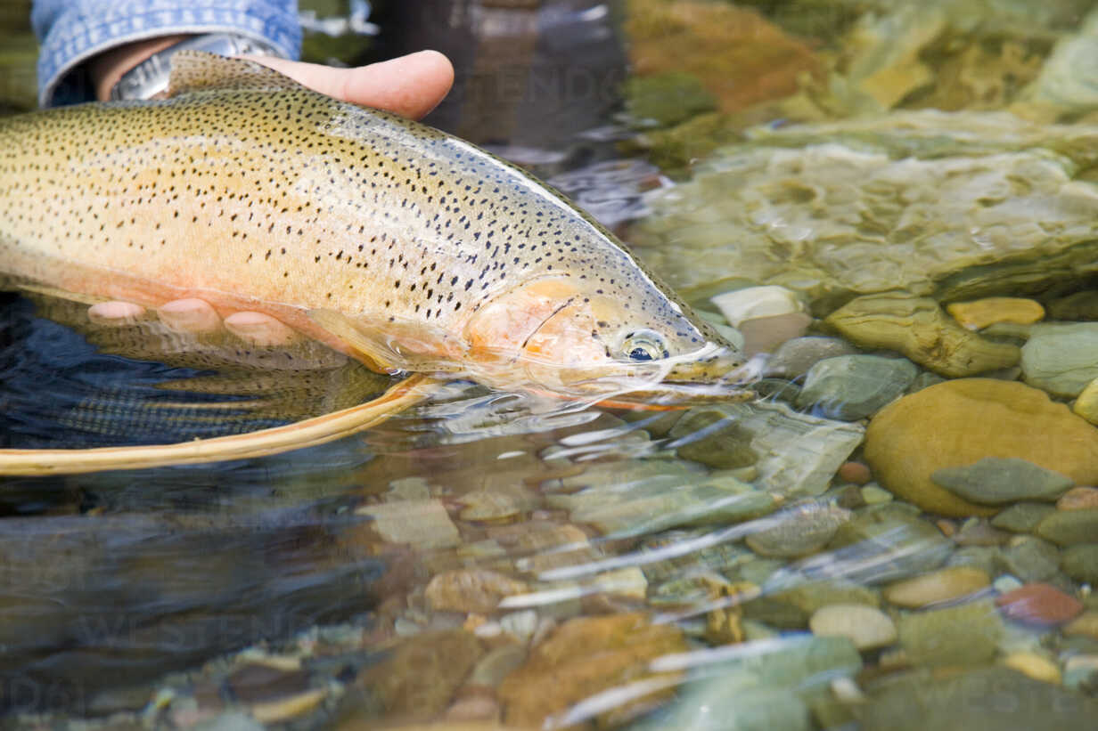 Fly-fisherman releases cutthroat trout on tributary of Elk River, BC,  Canada stock photo