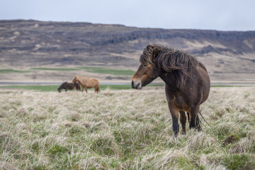 Iceland, Hvalfjoerdur, Icelandic horses - KEBF00851